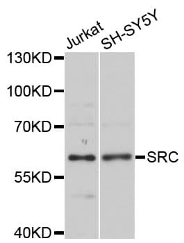 SRC Antibody
