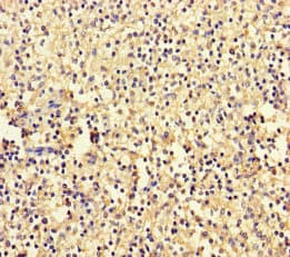 Polyclonal Rabbit anti-Human L35A / RPL35A Antibody (WB)