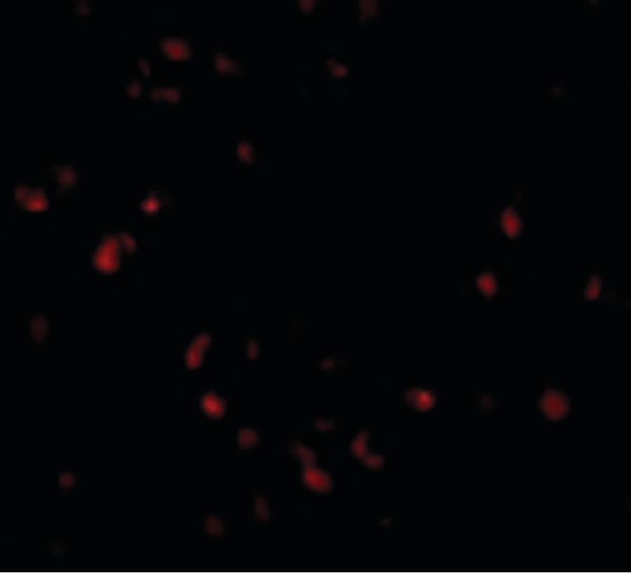 IHC-plus™ PAFAH1B1 / LIS1 Antibody