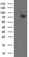 ZBED1 / TRAMP Antibody (clone OTI4C5)