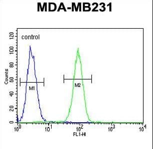 FSCN3 Antibody (aa1-30)