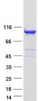 Human DNM2 / Dynamin-2 Protein (Recombinant Myc-DDK (Flag))