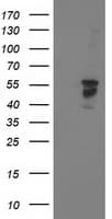 BECN1 / Beclin-1 Antibody (clone OTI3C3)