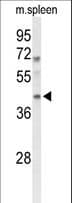 Polyclonal Rabbit anti-Human MAFA Antibody (aa203-231, WB)