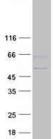 Human AIFM3 Protein (Recombinant Myc-DDK (Flag))