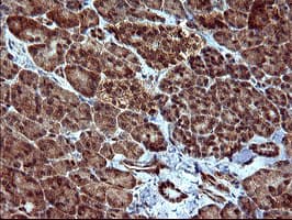 DOCK8 Antibody (clone OTI4F3)