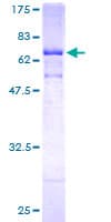 Human CTSE / Cathepsin E Protein (Recombinant GST)