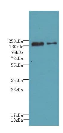 UBE2O Antibody