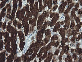 FTCD / 58K Golgi Protein Antibody (clone OTI8C2)