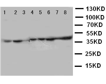 PGK1 / Phosphoglycerate Kinase Antibody (aa166-180)
