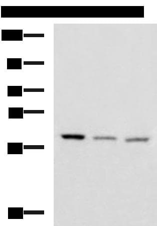 C16orf48 Antibody