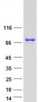 Human UBASH3B / STS-1 Protein (Recombinant Myc-DDK (Flag))