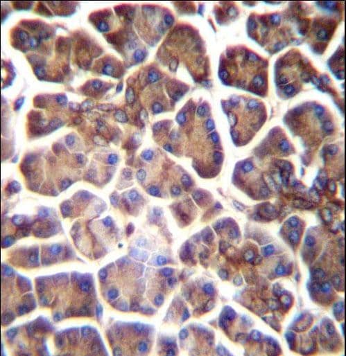 GNAS Antibody (aa287-315)