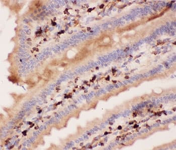 ANG2 / Angiogenin 2 Antibody (aa19-348)