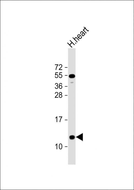 NDUFA2 Antibody (C-Terminus)