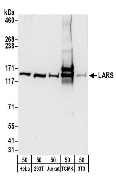 LARS / Leucyl-TRNA Synthetase Antibody (aa1-50)