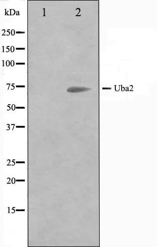 Polyclonal Rabbit anti-Human SAE2 / UBA2 Antibody (IHC, IF, WB)