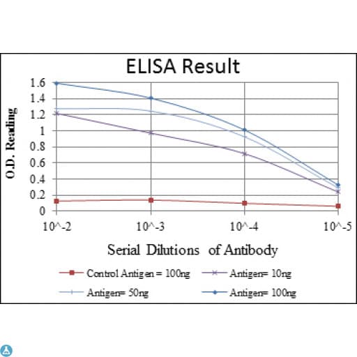 Monoclonal Mouse anti-Human C/EBP Beta / CEBPB Antibody (WB)