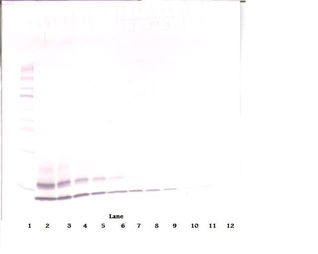 CCL4 / MIP-1 Beta Antibody