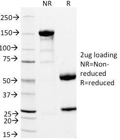 Monoclonal Mouse anti-Human ITGAL / CD11a Antibody (clone DF1524, Azide-free,BSA-free, IF)