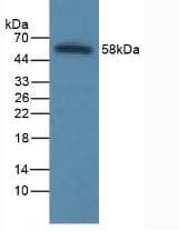 ICAM-1 / CD54 Antibody (aa41-464)