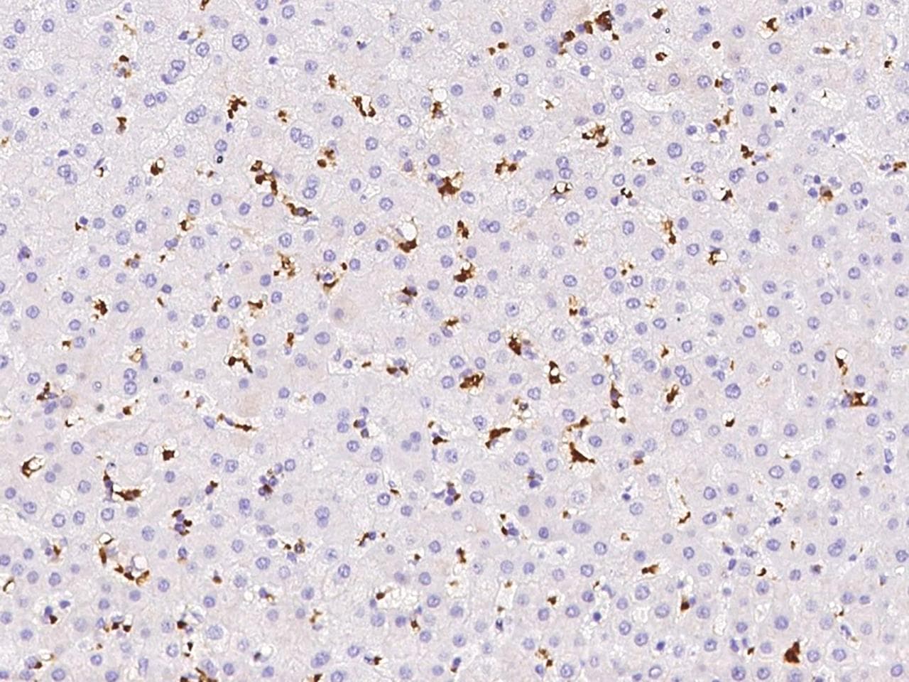 Polyclonal Rabbit anti-Human GYPA / CD235a / Glycophorin A Antibody (Preservative Free, IHC)