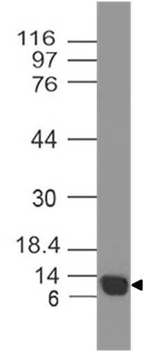CYCS / Cytochrome c Antibody