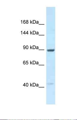 UNC45B Antibody (aa497-546)