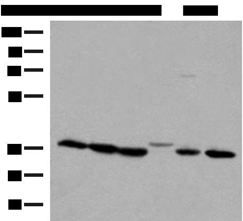 LDHA / LDH1 Antibody