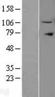 IPO11 / Importin 11 Protein (Over-Expression Lysate Myc-DDK (Flag))