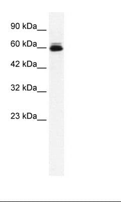 KCNH5 / Kv10.2 Antibody (aa156-205)