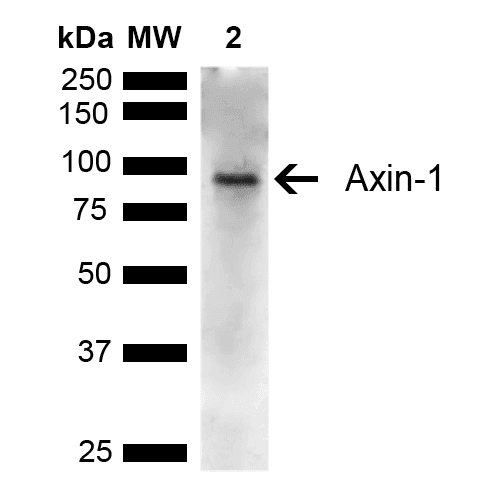 AXIN1 / Axin-1 Antibody (FITC)