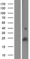 SMIM24 / C19orf77 Protein (Over-Expression Lysate Myc-DDK (Flag))