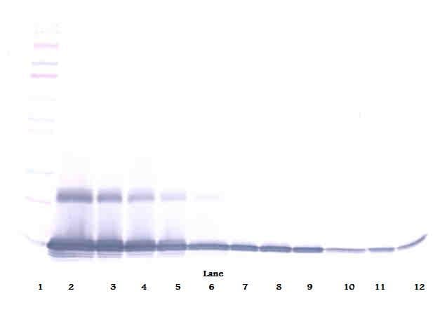 Polyclonal Rabbit anti-Mouse Ccl9 / MIP-1 Gamma Antibody (WB)