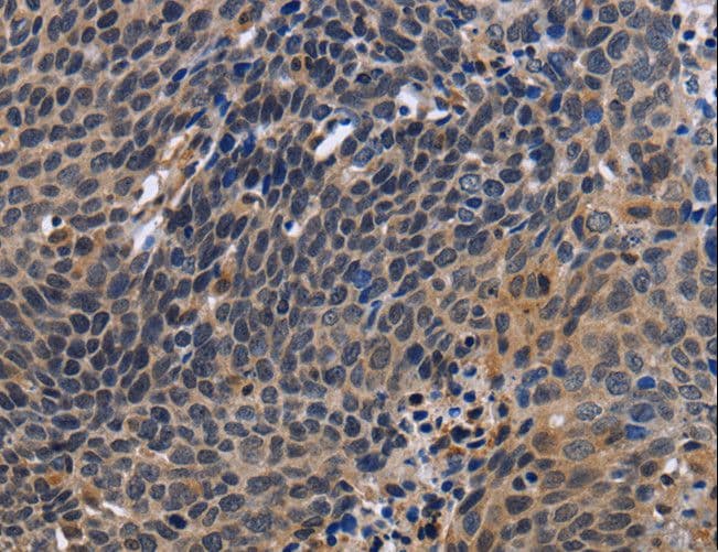 FSTL1 Antibody