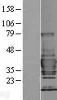 TOLLIP Protein (Over-Expression Lysate Myc-DDK (Flag))
