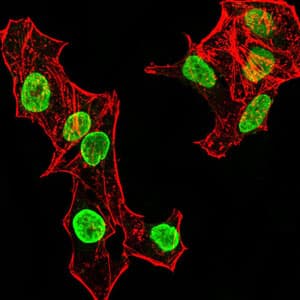 HIST2H4A Antibody (clone 3E7H2)
