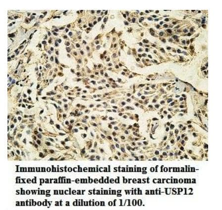 USP12 Antibody (aa165-370)