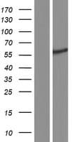 TRIM68 Protein (Over-Expression Lysate Myc-DDK (Flag))