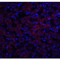 PathPlus™ OCLN / Occludin Antibody