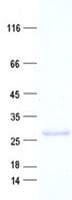 Human GH2 Protein (Recombinant His, N-Terminal)