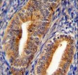 Dipeptidyl Peptidase 3 / DPP3 Antibody (aa583-612)