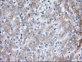H6PD / G6PDH Antibody (clone OTI2A7)