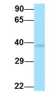 P2RY11 / P2Y11 Antibody (C-Terminus)