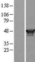 RING1 Protein (Over-Expression Lysate Myc-DDK (Flag))