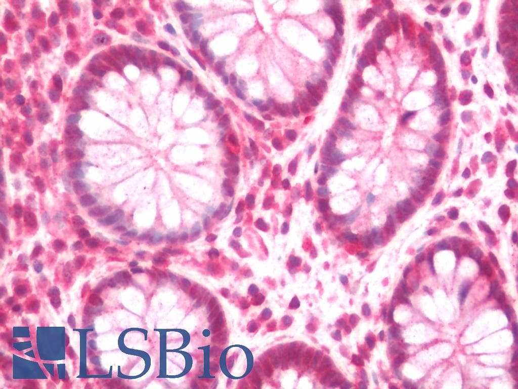 IHC-plus™ NAP1L5 Antibody
