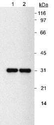 NQO1 Antibody (clone A180, Biotin)