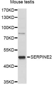 SERPINE2 / Nexin Antibody