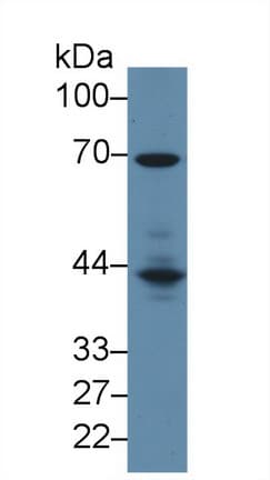 LCP2 / SLP-76 Antibody (aa202-463)