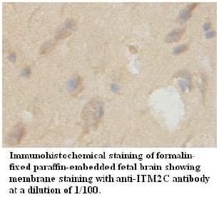ITM2C Antibody (aa92-227)